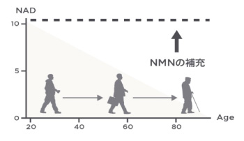 NMNの補充イメージ